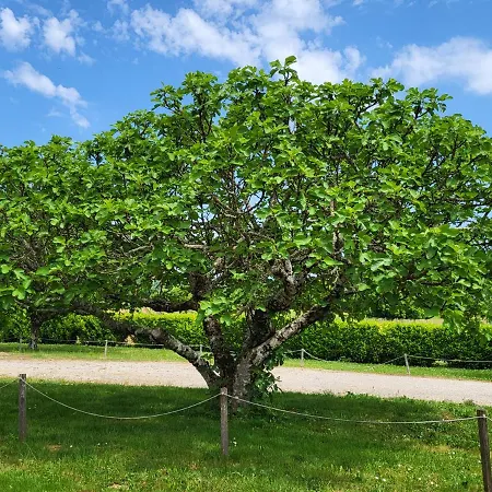 Le Clos Des Figuiers - 3 D'hôtes De Charme Duravel